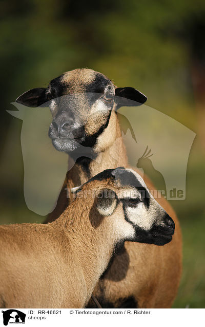 Kamerunschafe / sheeps / RR-46621