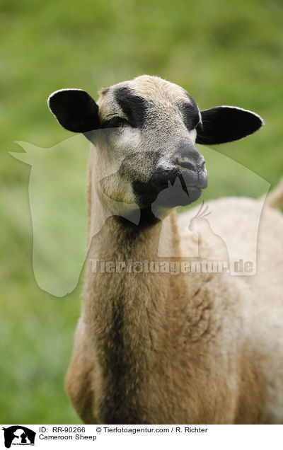 Cameroon Sheep / RR-90266