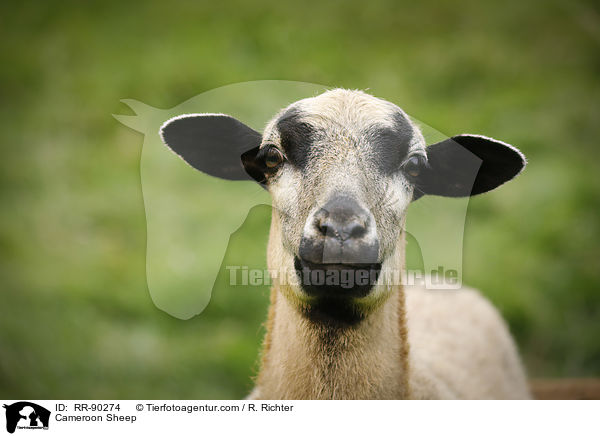 Kamerunschaf / Cameroon Sheep / RR-90274