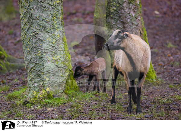 Kamerunschafe / Cameroon Sheeps / PW-14787