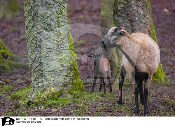 Kamerunschafe / Cameroon Sheeps / PW-14788