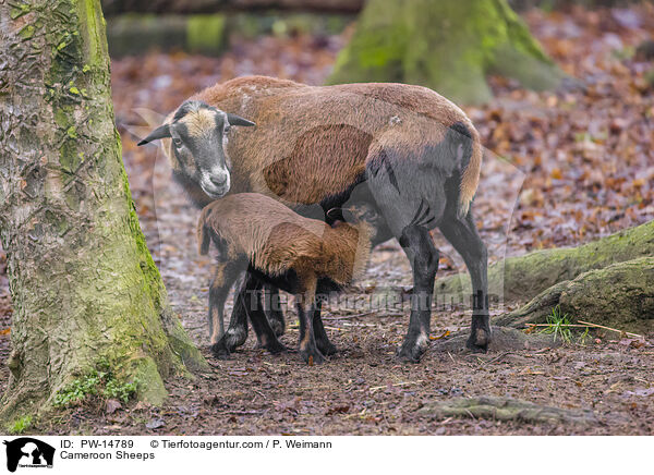 Kamerunschafe / Cameroon Sheeps / PW-14789