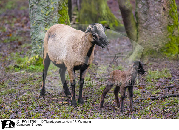 Cameroon Sheeps / PW-14790