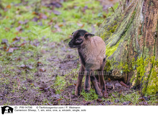 Kamerunschaf / Cameroon Sheep, 1, ein, eins, one, a, einzeln, single, solo / PW-14796
