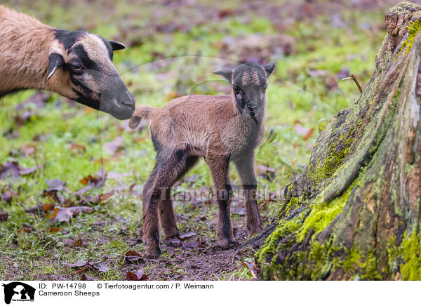 Cameroon Sheeps / PW-14798