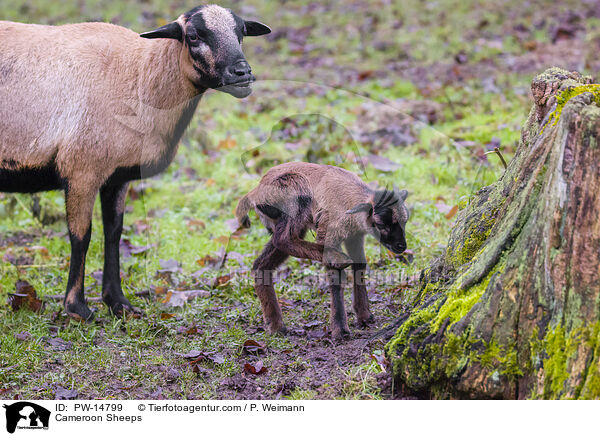 Kamerunschafe / Cameroon Sheeps / PW-14799