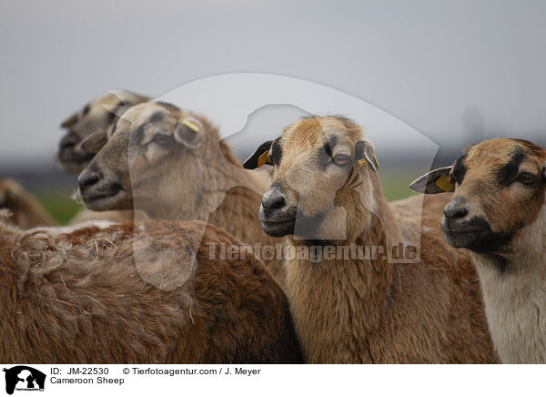 Kamerun Schaf / Cameroon Sheep / JM-22530