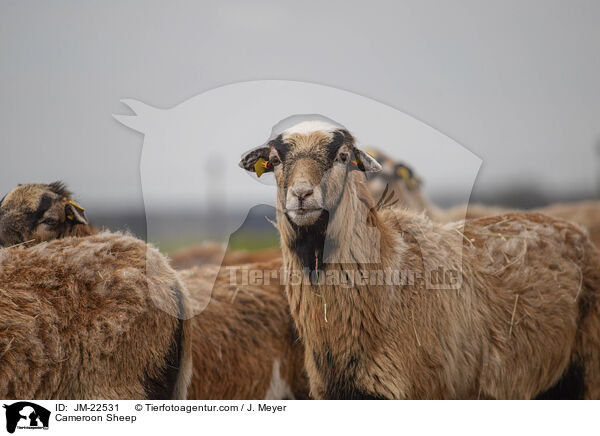 Kamerun Schaf / Cameroon Sheep / JM-22531