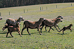 Cameroon Sheep