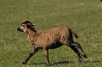 running sheep