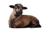 Cameroon lamb