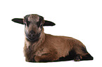 Cameroon lamb