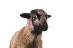 Cameroon lamb