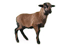 Cameroon lamb