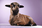 Cameroon lamb