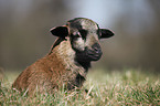 Cameroon lamb