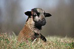 Cameroon lamb