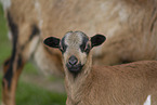 Cameroon Sheep