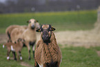 Cameroon Sheep