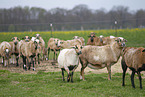 Cameroon Sheep