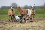 Cameroon Sheep