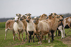 Cameroon Sheep