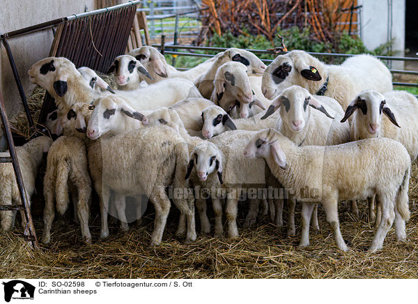 Carinthian sheeps / SO-02598