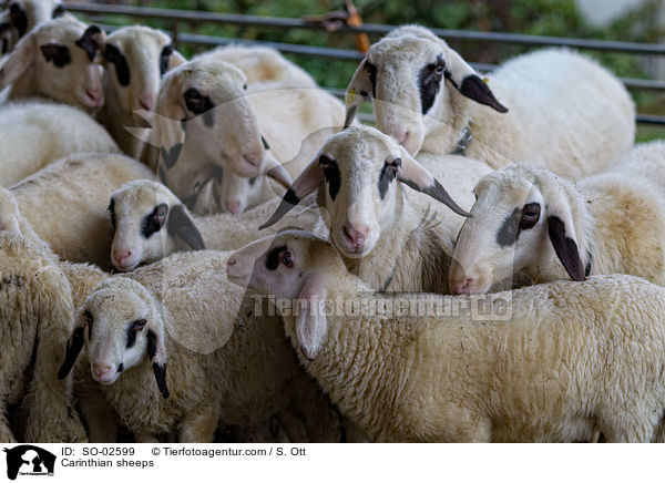 Krntner Brillenschafe / Carinthian sheeps / SO-02599