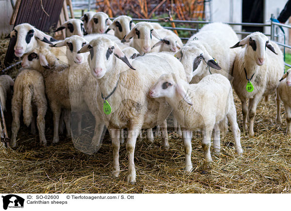 Carinthian sheeps / SO-02600