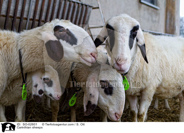 Krntner Brillenschafe / Carinthian sheeps / SO-02601