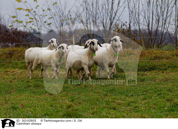 Carinthian sheeps / SO-02602
