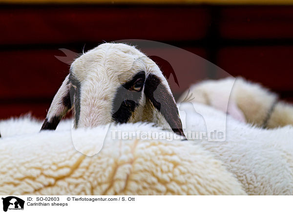 Krntner Brillenschafe / Carinthian sheeps / SO-02603