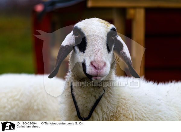 Krntner Brillenschaf / Carinthian sheep / SO-02604