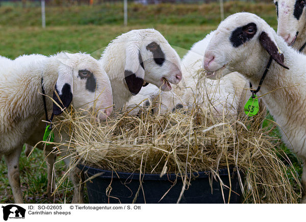 Carinthian sheeps / SO-02605