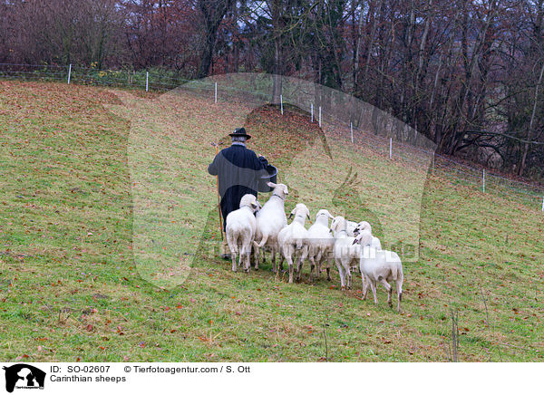 Carinthian sheeps / SO-02607