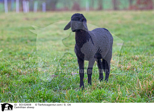 Krntner Brillenschaf / Carinthian sheep / SO-02608
