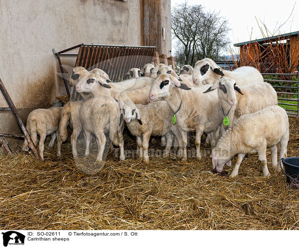 Carinthian sheeps / SO-02611