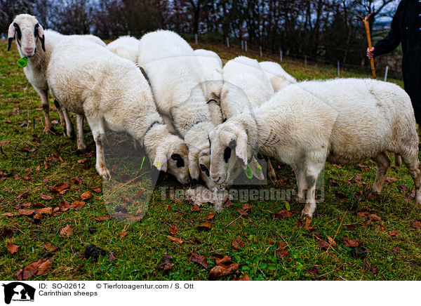 Carinthian sheeps / SO-02612
