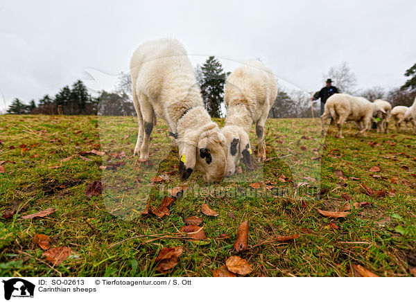 Carinthian sheeps / SO-02613