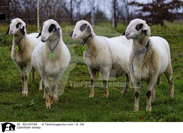 Krntner Brillenschaf / Carinthian sheep / SO-03799