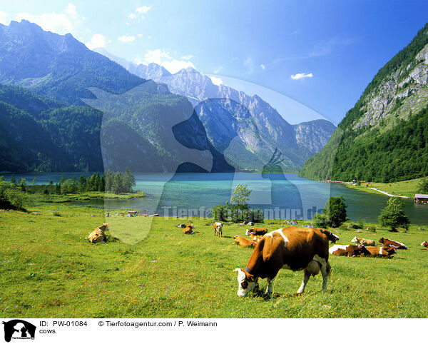 cows / PW-01084