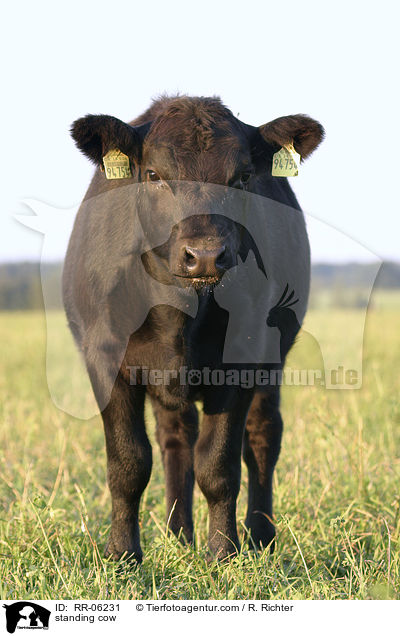 standing cow / RR-06231