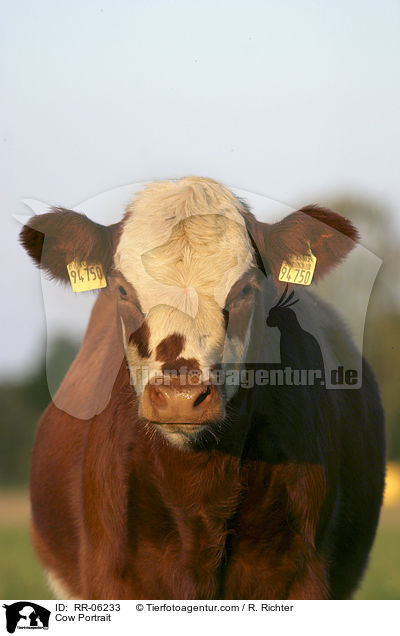Rind / Cow Portrait / RR-06233