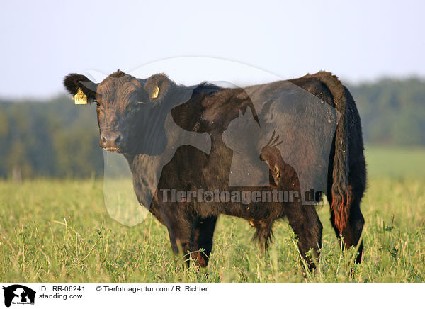 stehendes Rind / standing cow / RR-06241