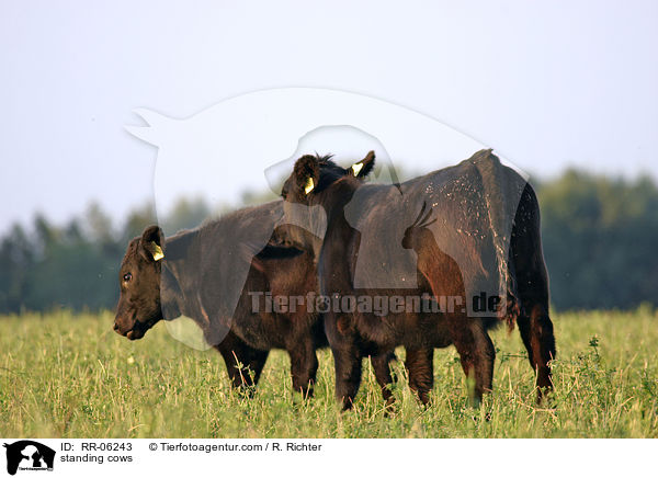 stehende Rinder / standing cows / RR-06243