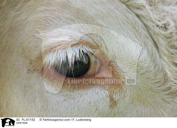 cow eye / FL-01152