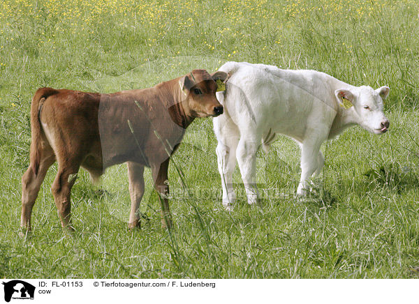 Rind / cow / FL-01153