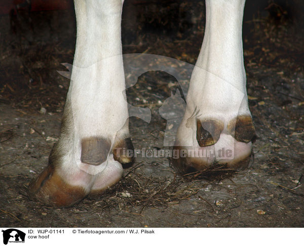 Rinderhufe / cow hoof / WJP-01141