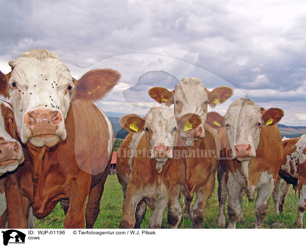 Rinder / cows / WJP-01196