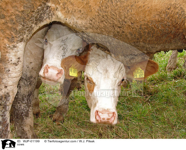 Rinder / cows / WJP-01199